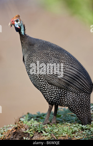 Tansania, Katavi-Nationalpark. Ein weiblichen Vervet Affen trägt ihr Kind unter ihrer Brust geschlungen. Stockfoto