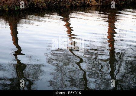 Drei Bäume spiegeln sich in den Rivey Wey in der Abenddämmerung in Surrey, England. Stockfoto