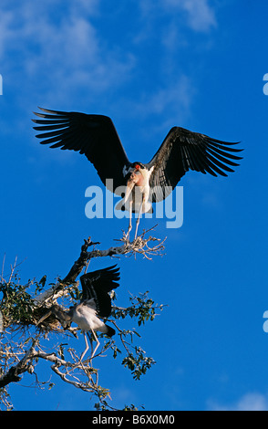 Sambia, South Luangwa National Park. Marabou Storch (Leptoptilos Crumeniferus) und unreifen Yellowbilled Storch (Mycteria Ibis) Stockfoto