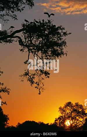 Sambia, South Luangwa National Park. Yellowbilled Störche zurück zur Kolonie bei Sonnenuntergang (Mycteria Ibis). Stockfoto