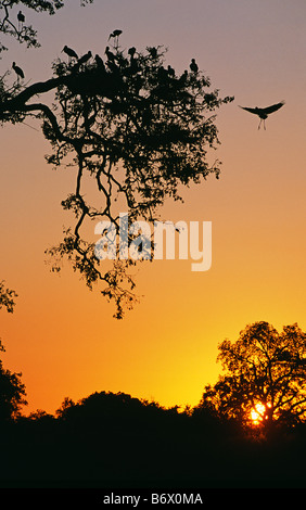 Sambia, South Luangwa National Park. Yellowbilled Störche zurück zur Kolonie bei Sonnenuntergang (Mycteria Ibis). Stockfoto