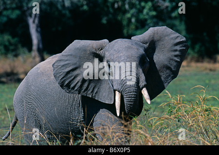 Sambia, South Luangwa National Park. Junge Elefantenbulle. Stockfoto