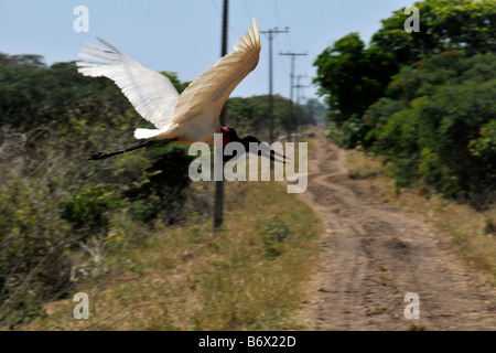 Jabiru Jabiru Mycteria Pantanal Miranda Mato Grosso do Sul Brasilien Stockfoto