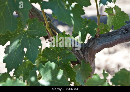 Trauben wachsen auf einem Weinstock. Bethany, Barossa Valley, South Australia Stockfoto