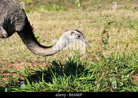 Größere Rhea Rhea Americana Miranda Pantanal Mato Grosso do Sul Brasilien Stockfoto