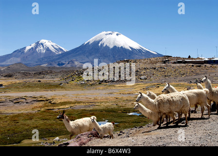 Lamas, Pomerade und Vulkane Parinacota Lauca Nationalpark, Chile Stockfoto