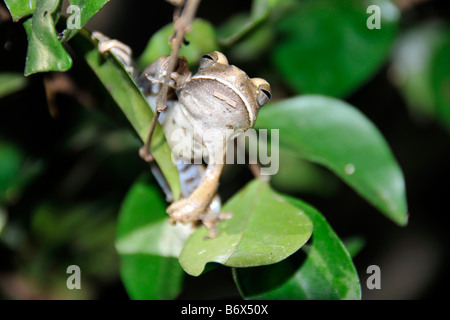 Laubfrosch Hyla sp San Francisco Ranch Miranda Mato Grosso do Sul Brasilien Stockfoto