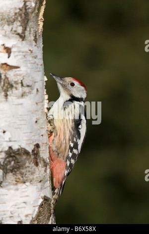 Mittelspecht Dendrocopos Medius Middle Spotted Woodpecker auf Birke Baum Erwachsenen sitzen Stockfoto