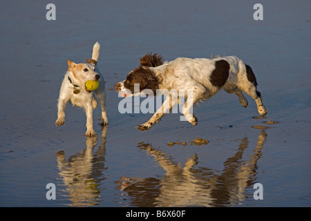 English Springer Spaniel und Jack Russell Terrier laufen am Cromer Beach an der Nord-Norfolk-Küste Stockfoto