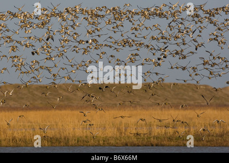 Golden Plover Pluvialis Apricaria und Kiebitz Herde in Cley Norfolk im Herbst Stockfoto