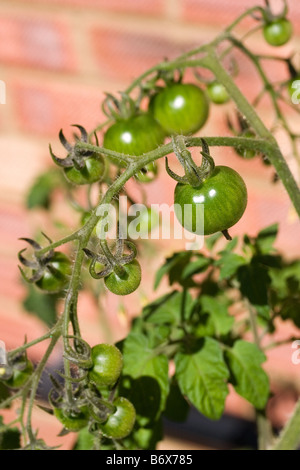 Grüne Tomaten am Rebstock Stockfoto
