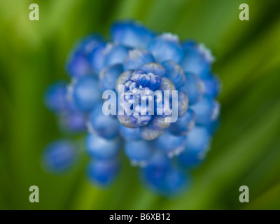 Grape Hyacinth Blume Nahaufnahme Stockfoto