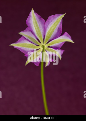 Nahaufnahme von rosa Clematis Blume Stockfoto