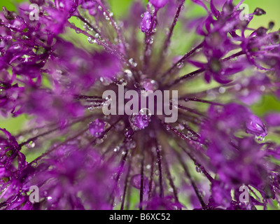 Lila Allium Blume Nahaufnahme Stockfoto