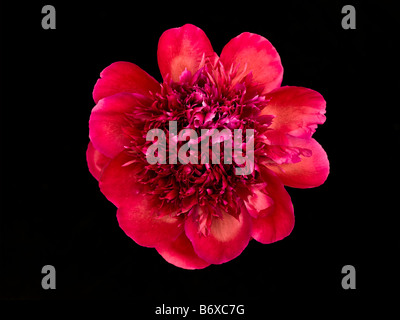 Rote Pfingstrose Blume Nahaufnahme Stockfoto