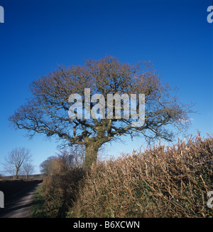 Leicht verdreht Reife blattlosen Eiche in Devon Hecke gegen einen blauen Winterhimmel Stockfoto