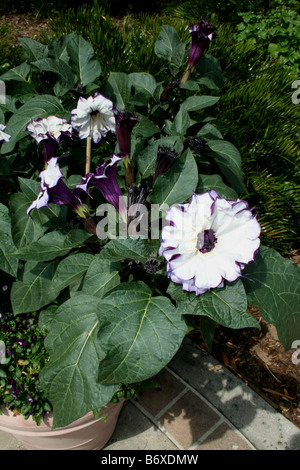 Datura Metel, allgemein bekannt als die Engelstrompete oder des Teufels Trompete, Florida. Stockfoto