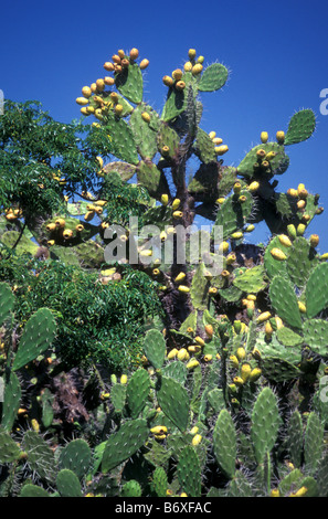 Kaktus in der stacheligen Wald in der Nähe von Berenty reserve Madagaskar Stockfoto