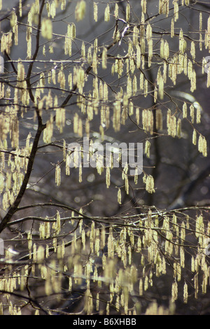 Kätzchen auf einem Baum Hasel Corylus Avellana New Forest Hampshire England UK Stockfoto