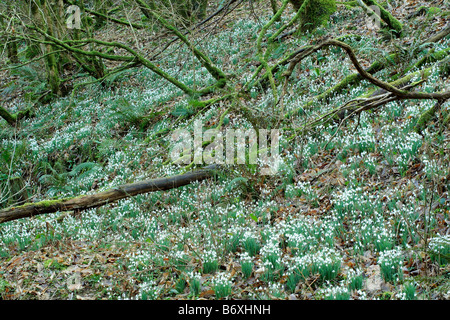 SCHNEEGLÖCKCHEN IM AVILL TAL WEDDON ZU ÜBERQUEREN, EXMOOR UND DEN SPITZNAMEN SCHNEEGLÖCKCHEN TAL MITTE FEBRUAR Stockfoto