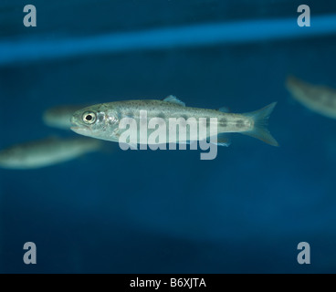 Unreife Regenbogenforelle Oncorhynchus Mykiss in Toxicolgy Studien verwendet Stockfoto