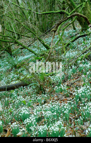 SCHNEEGLÖCKCHEN IM AVILL TAL WEDDON ZU ÜBERQUEREN, EXMOOR UND DEN SPITZNAMEN SCHNEEGLÖCKCHEN TAL MITTE FEBRUAR Stockfoto