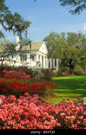 Azalee Blüte an Orton Mansion, Orton Plantation, Wilmington, North Carolina, USA Stockfoto