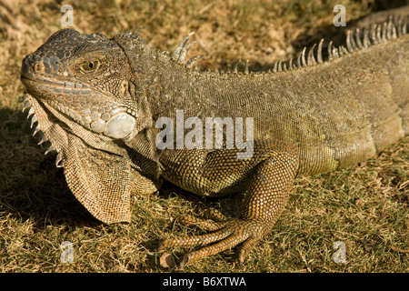 Große grüne Leguan (Iguana Iguana) Profil. Guayaquil Ecuador horizontale 73101 Ecuador Stockfoto