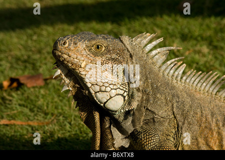 Große grüne Leguan (Iguana Iguana) Profil. Guayaquil Ecuador horizontale 73102 Ecuador Stockfoto