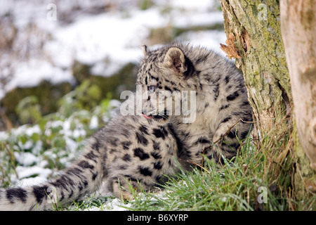 Snow Leopard Cub im Schnee Stockfoto