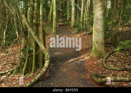 Wonga Spaziergang Dorrigo National Park New South Wales Australien Stockfoto