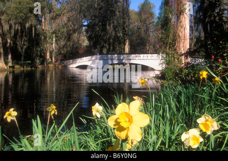 Magnolia Gardens, Magnolia Plantation, Charleston, South Carolina, USA Stockfoto