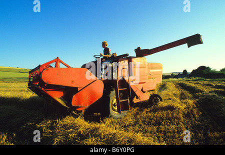 Alten Massey Ferguson 410 Mähdrescher, Salisbury Plain, Wiltshire, UK. Stockfoto