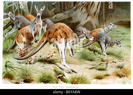 Roter Känguruh (Macropus Rufus) ist die größte von allen Kängurus, das größte Säugetier in Australien heimisch und der größte erhaltene Stockfoto