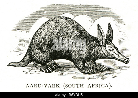Aard-Vark Südafrika Orycteropus Afer Afrika wühlen nachtaktiven Säugetieren MOFU Ameisenbär Stockfoto