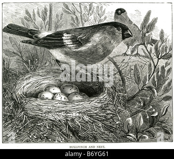 Gimpel und Nest Pyrrhula Pyrrhula passerine Vogel Fringillidae Stockfoto