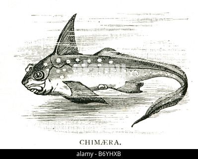 Chimera Chimäre sind in der Reihenfolge Chimaeriformes Knorpelfischen. Sie beziehen sich auf die Haie und Rochen und sind manchmal Stockfoto