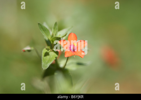 Scarlet Pimpernel Blume, Anagallis arvensis Stockfoto