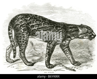 Ozelot pardalis Pardalis gemalt Leopard McKenneys Wildcat Jaguatirica Manigordo Wildkatze Stockfoto