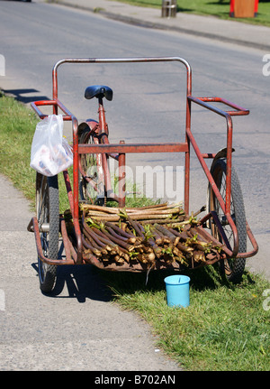 Gunnera Manicata (Riesen Rhabarber) Verkäufer Dreirad an der Seepromenade in Puerto Varas Stockfoto