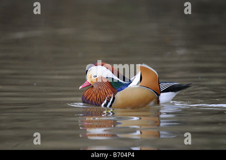 Mandarin Ente Drake Aix Galericulata Slimbridge UK Stockfoto