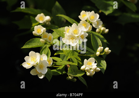 Mock Orange Philadelphus Arten blühen Oxfordshire UK Stockfoto