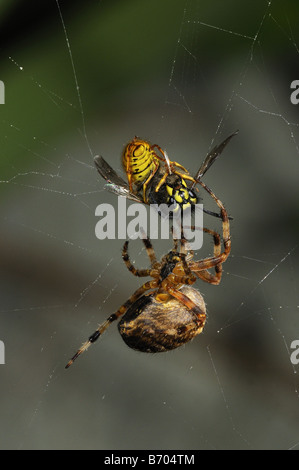 Garten Kugel Spinne Araneus Diadematus im Netz zu fangen eine Wespe gefangen im Netz Oxfordshire UK Stockfoto