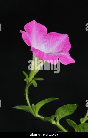 Petunien Blume Nahaufnahme Oxfordshire UK Stockfoto