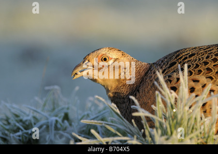 Weibliche Stamm- oder Ring-necked Fasan Phasianus Colchicus Essen Samen unter den Rasen am frostigen Morgen Oxfordshire UK Stockfoto