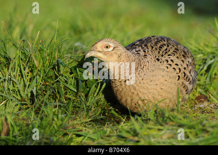 Weibliche Stamm- oder Ring-necked Fasan Phasianus Colchicus unter Rasen Oxfordshire UK Stockfoto