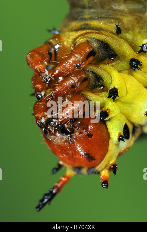 Königliche Silkmoth Citheronia Regalis abschließenden Instar Larve Nahaufnahme von Kopf und Vorderbeine in Gefangenschaft gezüchtet Stockfoto