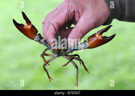 Amerikanische Signal Flusskrebsen Pacifastacus Leniusculus in der hand zu zeigen Größe Oxfordshire UK Stockfoto