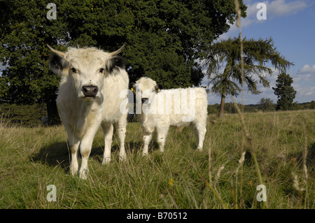 White Park Rind Bos Taurus Kuh und Kalb Oxfordshire UK Stockfoto