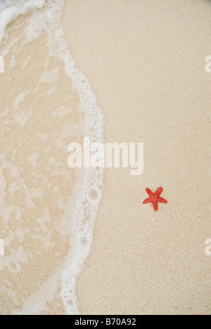 Ein Seestern am Strand in San Blas Inseln, Panama liegen. Stockfoto